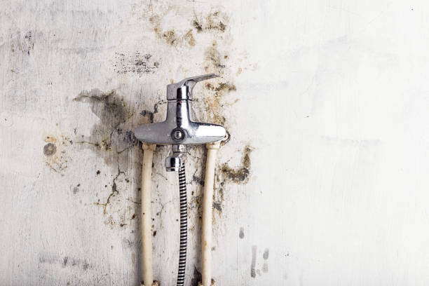 Best Commercial Mold Removal  in Nicholls, GA