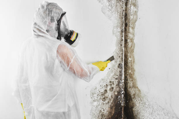 Best Professional Mold Removal  in Nicholls, GA