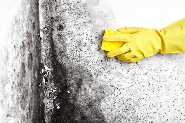 Best Mold Damage Repair  in Nicholls, GA