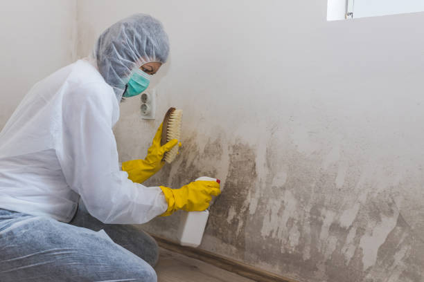Best Commercial Mold Removal  in Nicholls, GA