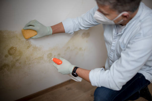 Best Emergency Mold Removal  in Nicholls, GA