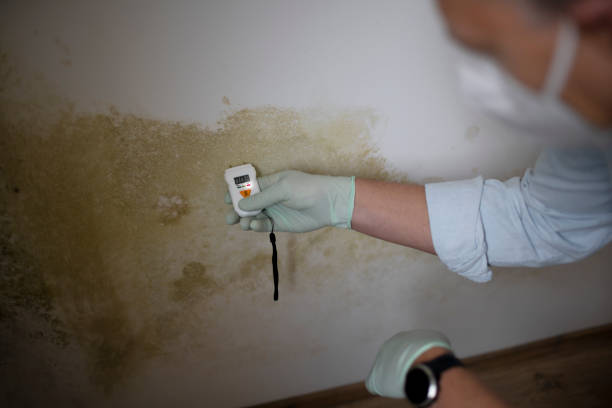  Nicholls, GA Mold Removal Pros