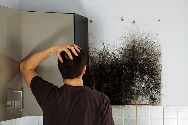 Best Black Mold Removal  in Nicholls, GA
