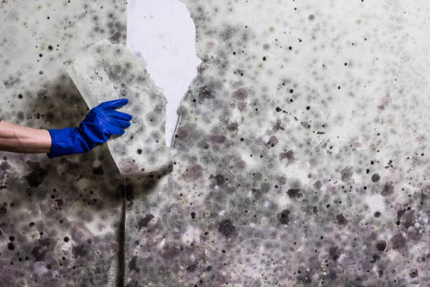 Best Affordable Mold Removal  in Nicholls, GA