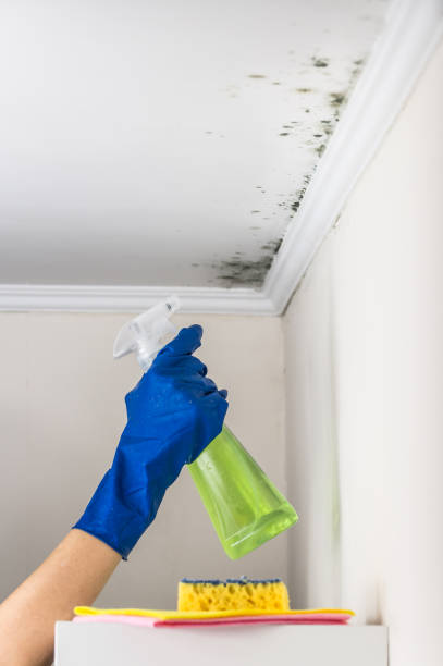 Home Mold Removal in Nicholls, GA